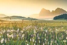 91亚洲麻豆影院-品味多样化文化视角下的电影艺术——以91亚洲麻豆影院为分析实例